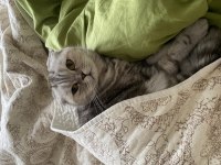 3 Yaşında Scottish Fold Dişi
