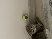 Tatlı bir Mia scottish fold