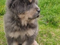 Dünyanın En Değerli Köpeği Tibet Mastifi