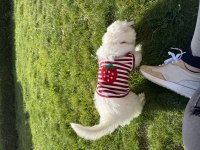 Yavru köpeğimiz ücretsiz sahiplendirme
