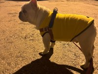 Anatomi Harikası Lilactan platinum French Bulldog