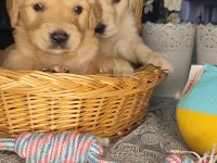 Baby face golden retriever bebekler