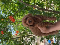 Toy poodle bebekler