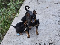 Pinscher minyatür sıfır boy