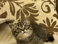 Dişi british longhair iç-dış