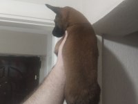 Kaçırma malinois
