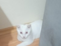 Kızımız yuvasını ariyor