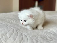 Masum Bebek Silver British Shorthair 