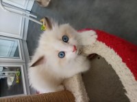 Dünyanın en sakin kedisi ragdoll
