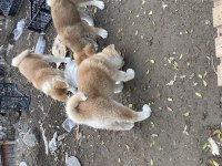 Üç aylık akita inu