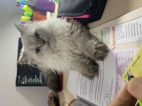 3 aylık british longhair erkek