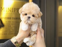 EVINIZIN GOZDESI TOY POODLE YAVRULARIM