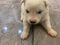 SAFKAN SAMOYED YAVRULARI KARTOPU