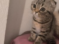 5 aylık scottish fold