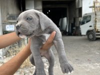Blue cane corso yavrular