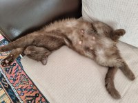 British Shorthair çikolata kızımız
