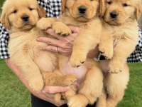 Golden Retriever Yavruları 