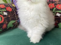 2 aylık bembeyaz yavru scottish fold
