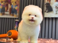 Yavru Pomeranian Boolarımız