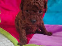 Ruhsatlı Köpek Çiftliğinden Toy Poodle Yavrularımız