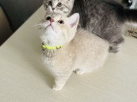 3 aylık british shorthair yavru