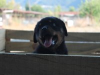 HAYALİNİZDEKİ ROTTWEILER YAVRUSU SİZİ BEKLİYOR
