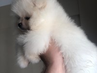 3 aylık dişi pomeranian boo orijinal boo