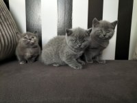 British shorthair eğitimli yavrular teslime hazır
