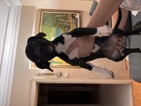 Ücretsiz sahiplendirme jack russell köpeğimiz