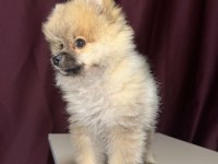 Pomeranian boo acil satılık