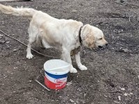 Golden retriever dişi hamile kendi ırkıyla alan koruması var