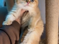 British shorthair golden ny12 dişi