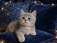 British Shorthair Whiskas