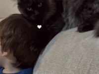 Maine Coon Kediler