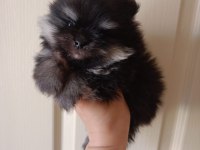 Özel renk bir minik pomeranian