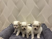 Maltese terrier yavrularımız yeni yuvalarını bekliyorlar