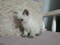 Minicik kutu bebeği güzel kedimiz yeni evini bekliyor