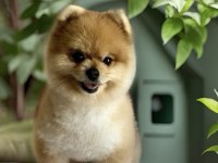 Antalyada pomeranian boo ayı surat yavrular