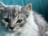 5 aylık dişi british longhair