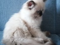 Ragdoll Bebekler Rezerve Açık