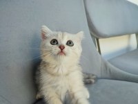 Pembe Burun Yeşil Göz British Shorthair Prenses