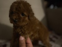 IRK VE SAĞLIK GARANTİLİ POODLE BEBEKLERİMİZ