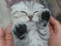 İki aylık scottish fold erkek