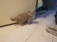 British shorthair kedimi çok uyguna sahiplendiriyorum