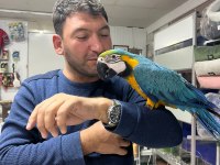 Faturalı Cites Belgeli 8 Aylık Macaw Papağanlar