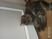 5 aylık british shorthair