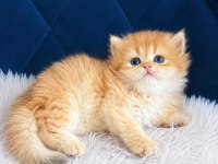 British shorthair ve longhair golden yavrular