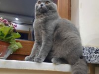 British Shorthair Yetişkin