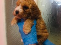 Maltipoo yavrularım orijinal