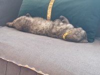 Scottish fold